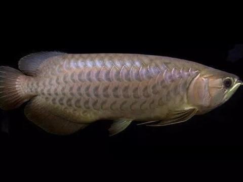 青龍魚是什么（青龍魚與金龍魚的日常護理要點青龍魚與金龍魚的區別）