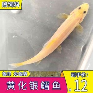 龍魚吃活魚還是死魚，如何訓(xùn)練龍魚吃死魚？