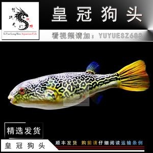 大型龍魚配魚（大型龍魚選擇配魚時要選擇那些體型差異不是很大、對水質等要求接近的魚只）