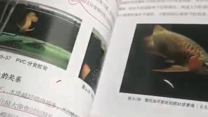 龍魚魟魚飼養(yǎng)手冊電子書（《龍魚魟魚飼養(yǎng)手冊》是一本全面的指南）