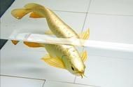 給龍魚喂活食物如何處理：給龍魚喂活食物如何處理龍魚喂活食物的處理方法是什么
