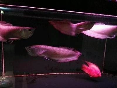 60公分養龍魚（60公分的魚缸適合養龍魚嗎）