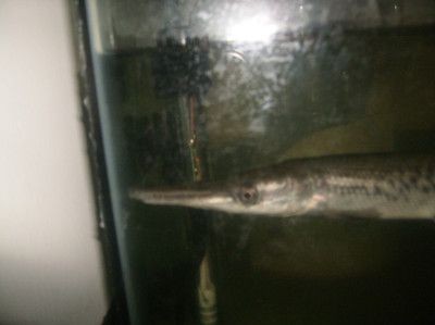 60公分養龍魚（60公分的魚缸適合養龍魚嗎）