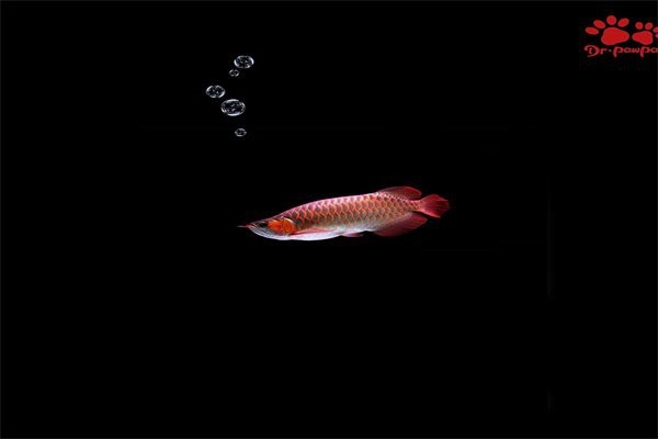 龍魚咀嚼底砂怎么辦？