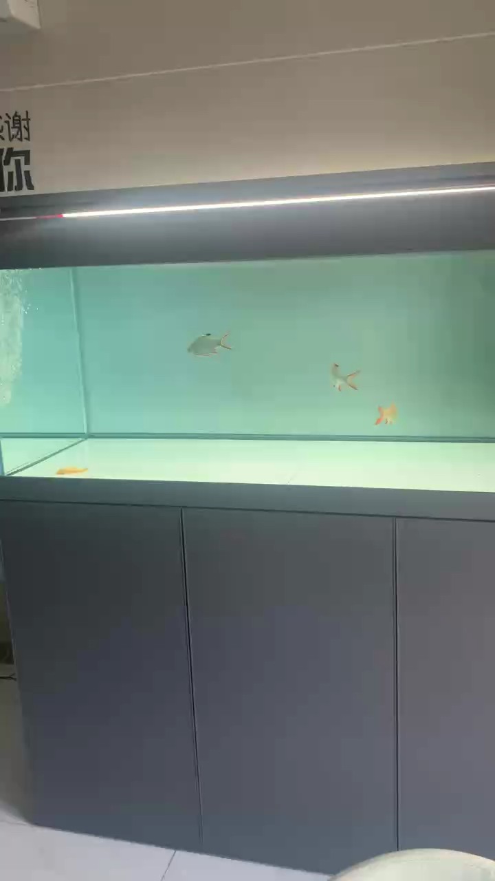 等魚了