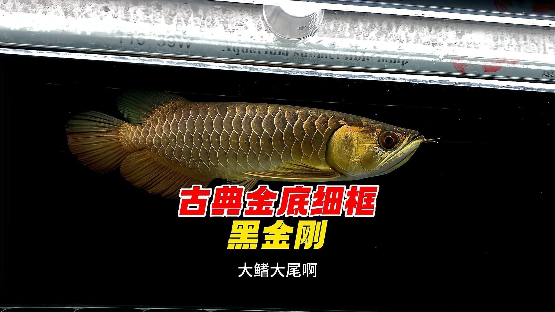 古典過背金龍什么樣的好