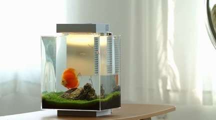 花小魚魚缸怎么樣（花小魚品牌的背后故事）