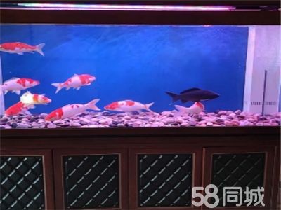龍魚缸怎么清洗視頻（清洗龍魚缸的基本步驟）