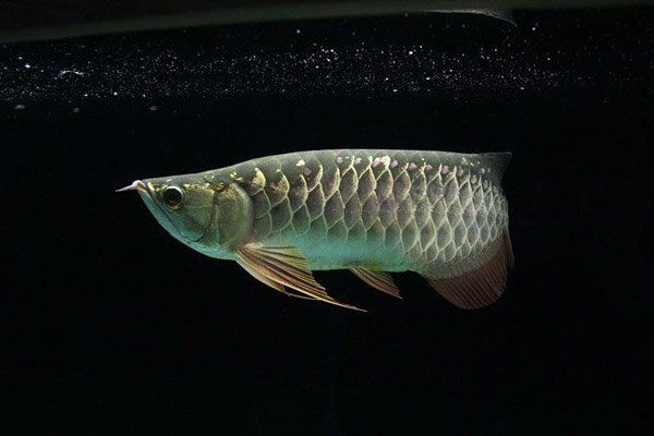 紅龍魚怎么退垢
