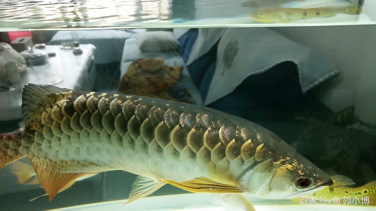 紅龍魚怎么退垢