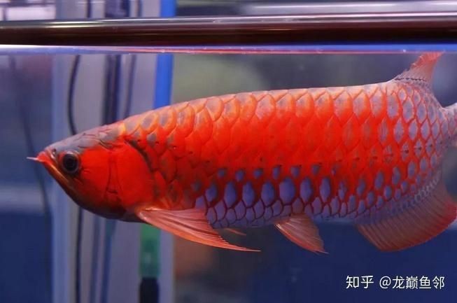 紅龍魚怎么退垢