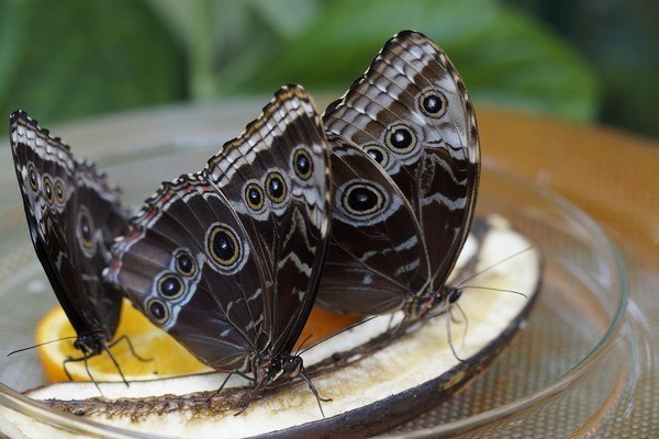 銀龍魚的飼養(yǎng)技巧圖解教程(銀龍魚的飼養(yǎng)條件)
