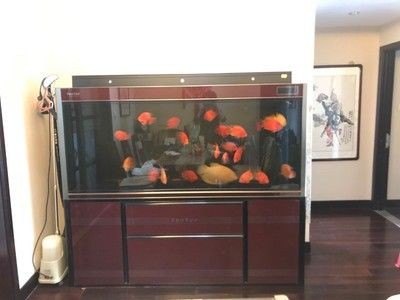 花鳥市場的回收價格：花鳥市場回收的價格因素