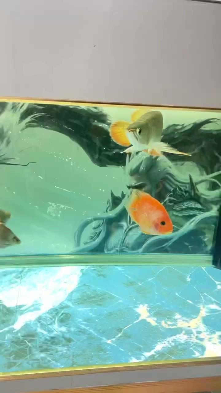 龍魚狀態