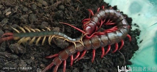龍魚吃蜈蚣嗎會死嗎為什么：龍魚可以吃蜈蚣嗎
