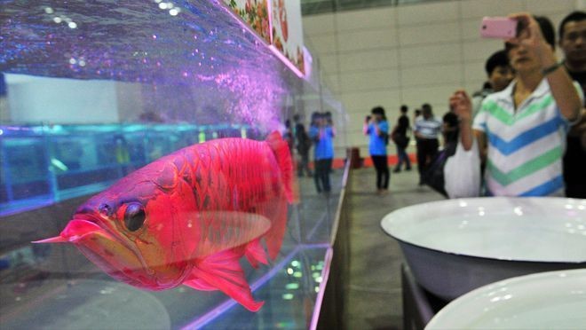 龍魚的朋友圈怎么發(fā)：養(yǎng)龍魚的心得體會，養(yǎng)魚不僅僅是照顧寵物