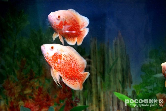 最好的龍魚缸品種有哪些（龍魚缸十大品牌排行榜）