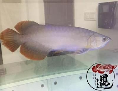 號半龍魚真的就不發色嗎：號半龍魚是否會發色