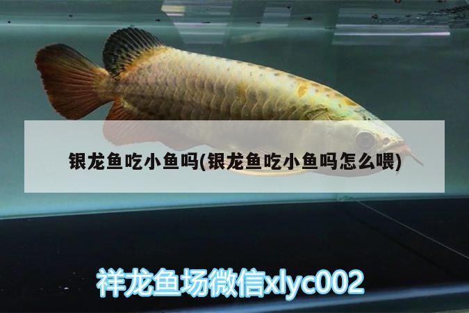 銀龍魚吃小魚嗎(銀龍魚吃小魚嗎怎么喂)