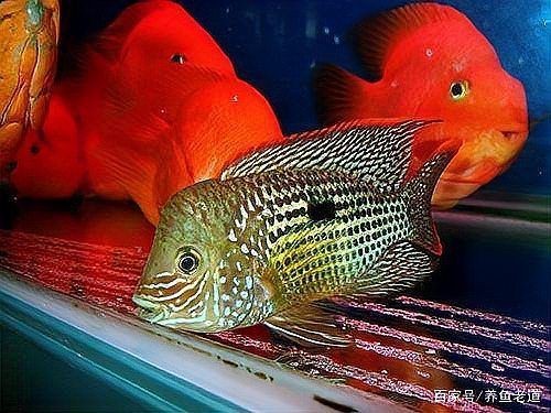 蝴蝶鯉吃了小魚沒(méi)事吧