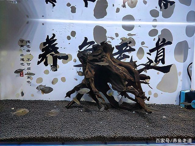 蝴蝶鯉吃了小魚沒(méi)事吧