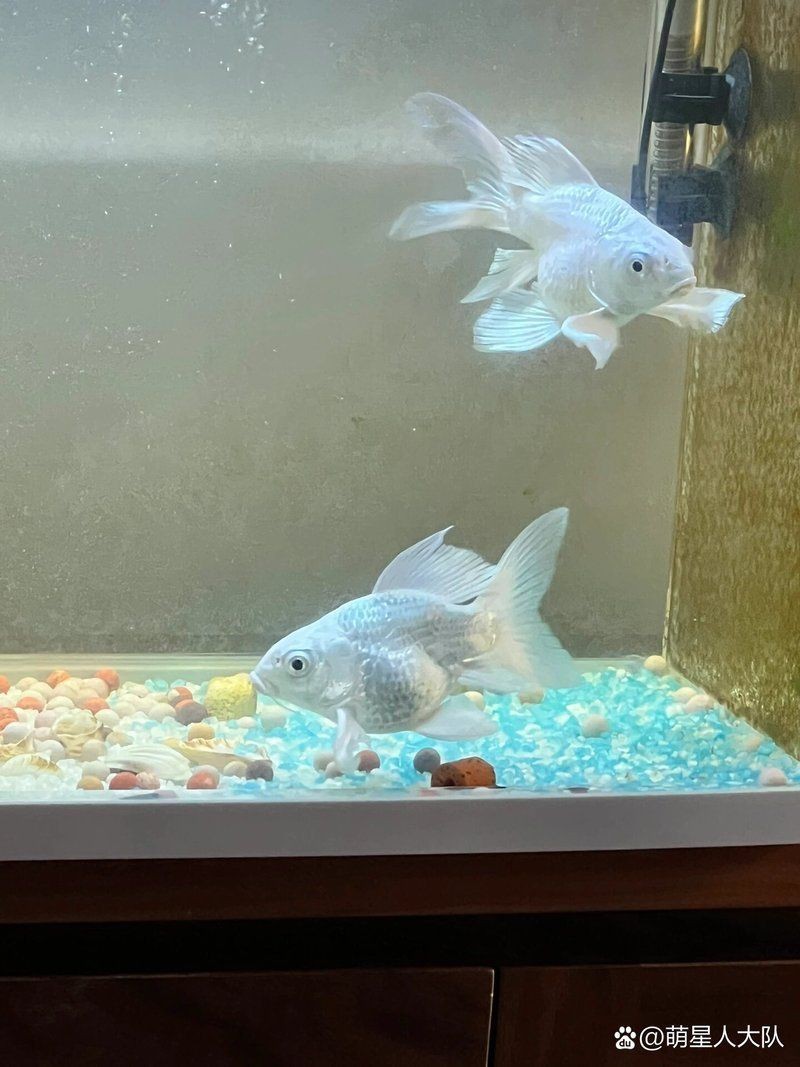 蝴蝶鯉吃了小魚沒(méi)事吧