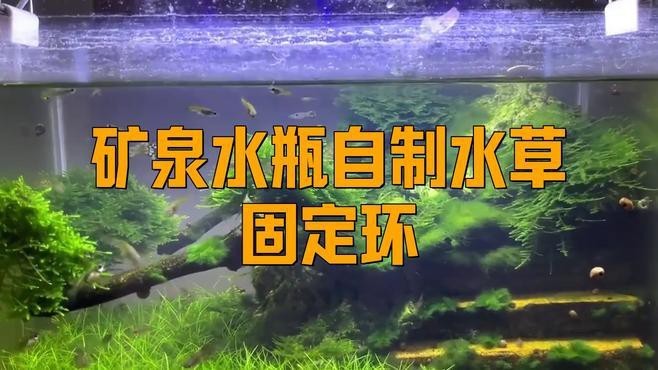 如何固定龍魚缸里的水草？