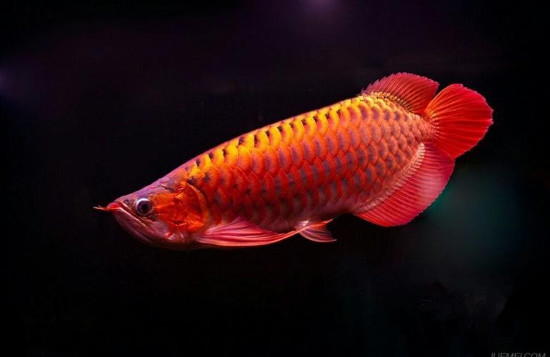 紅色金龍魚圖片