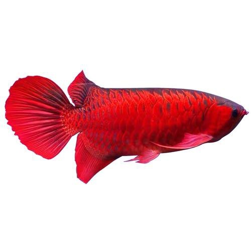 紅色金龍魚圖片