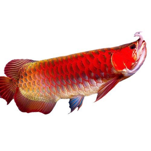 紅色金龍魚圖片