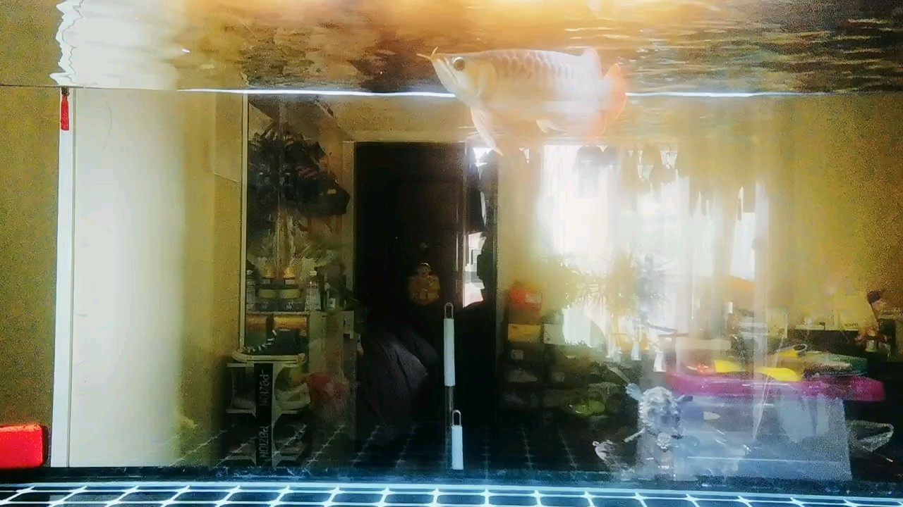 小龍打卡！