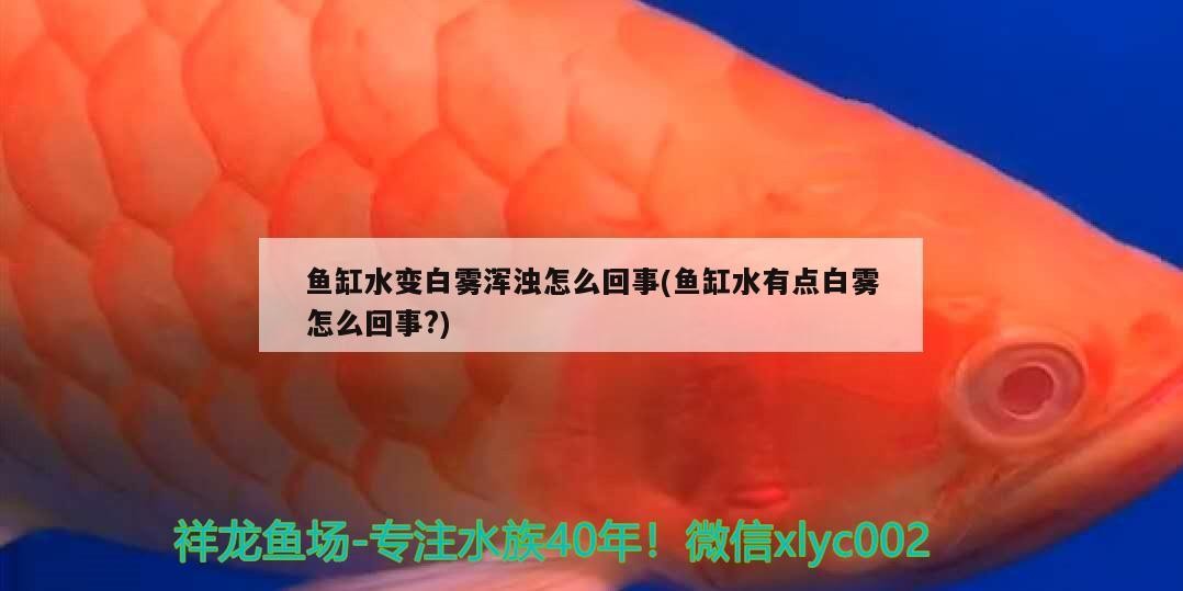 定做大型魚缸上海店（上海最大的魚缸市場）