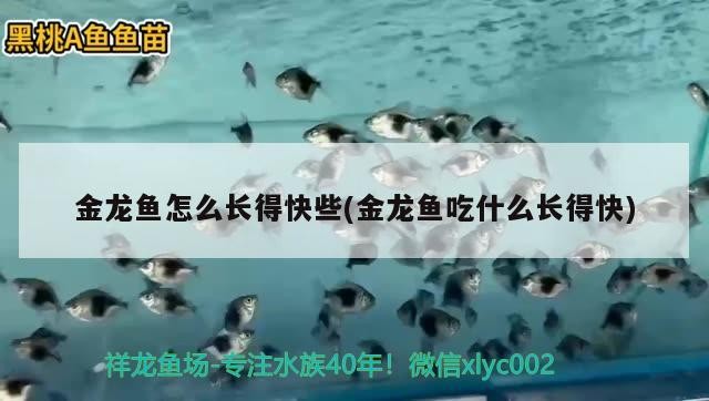 定做大型魚缸上海店（上海最大的魚缸市場）
