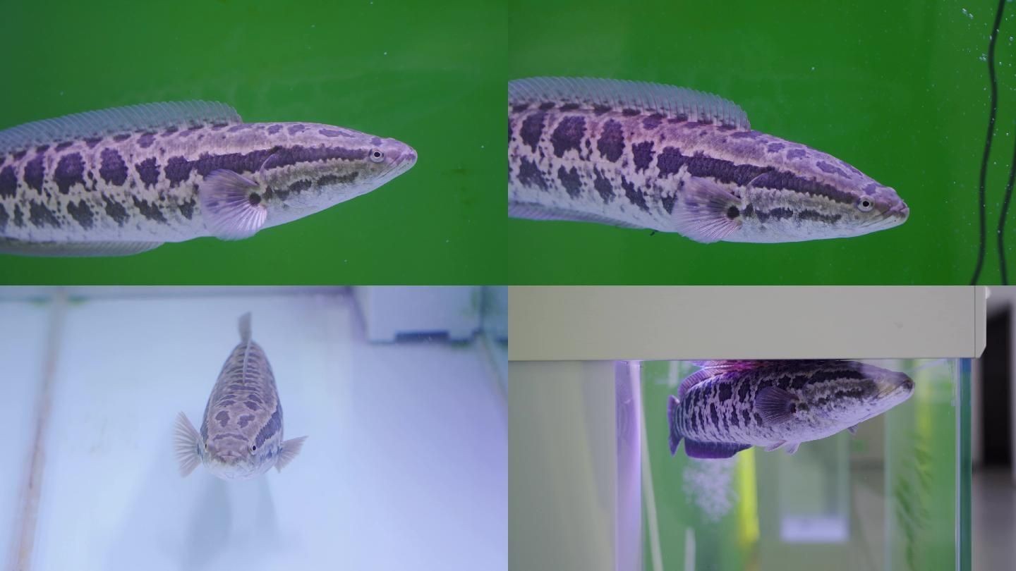 黑魚 魚缸 龍魚怎么養：關于黑魚、魚缸及龍魚的飼養方法