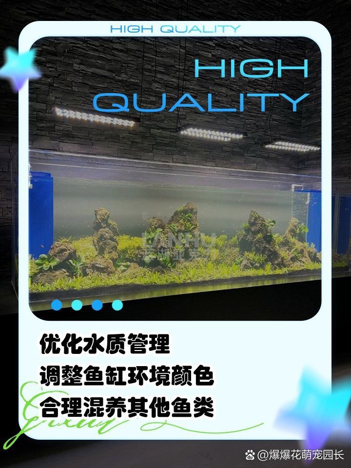 虎魚用黑底黑背景咋樣