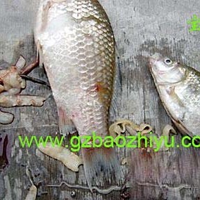 雙線魚為何不能養