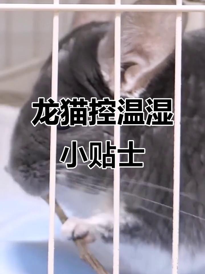 龍貓的最佳飼養(yǎng)溫度是多少？