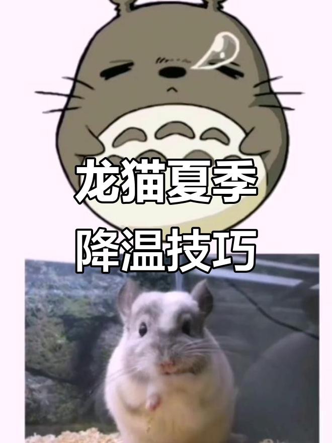 龍貓的最佳飼養(yǎng)溫度是多少？