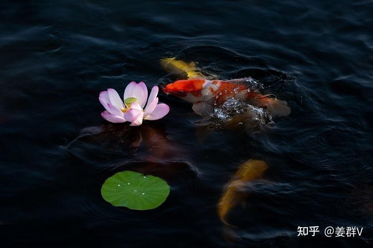 魚缸顏色風水禁忌 魚缸顏色風水禁忌 龍魚論壇 第3張