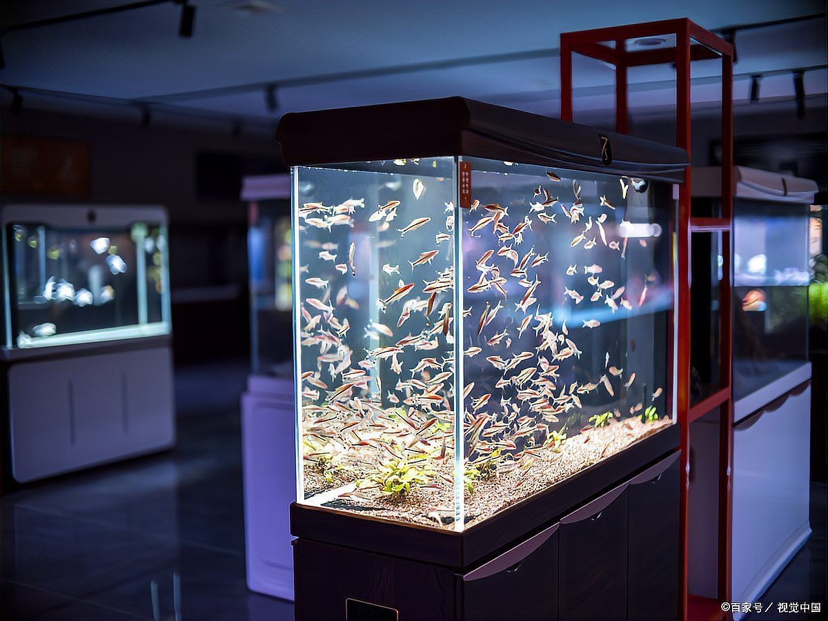 魚缸顏色風水禁忌 魚缸顏色風水禁忌 龍魚論壇 第6張