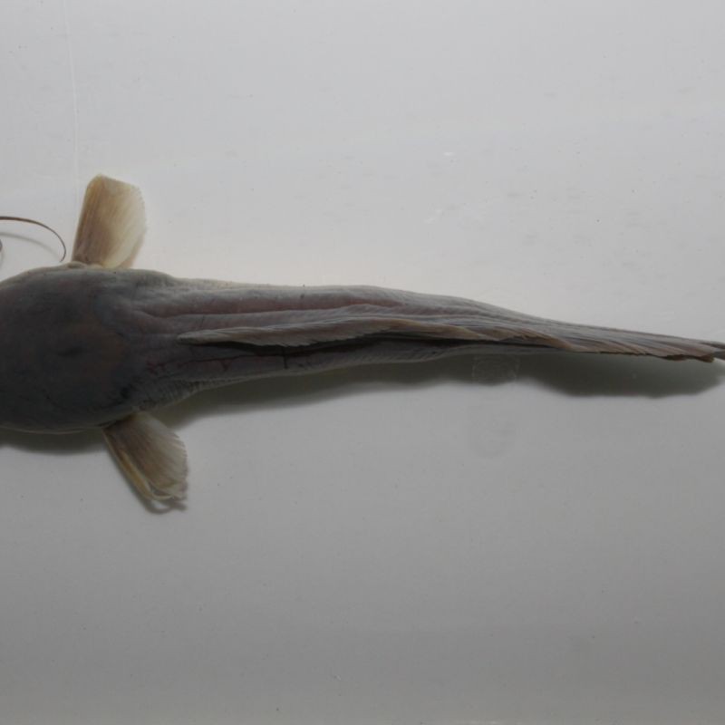 胡子魚一年繁殖幾次