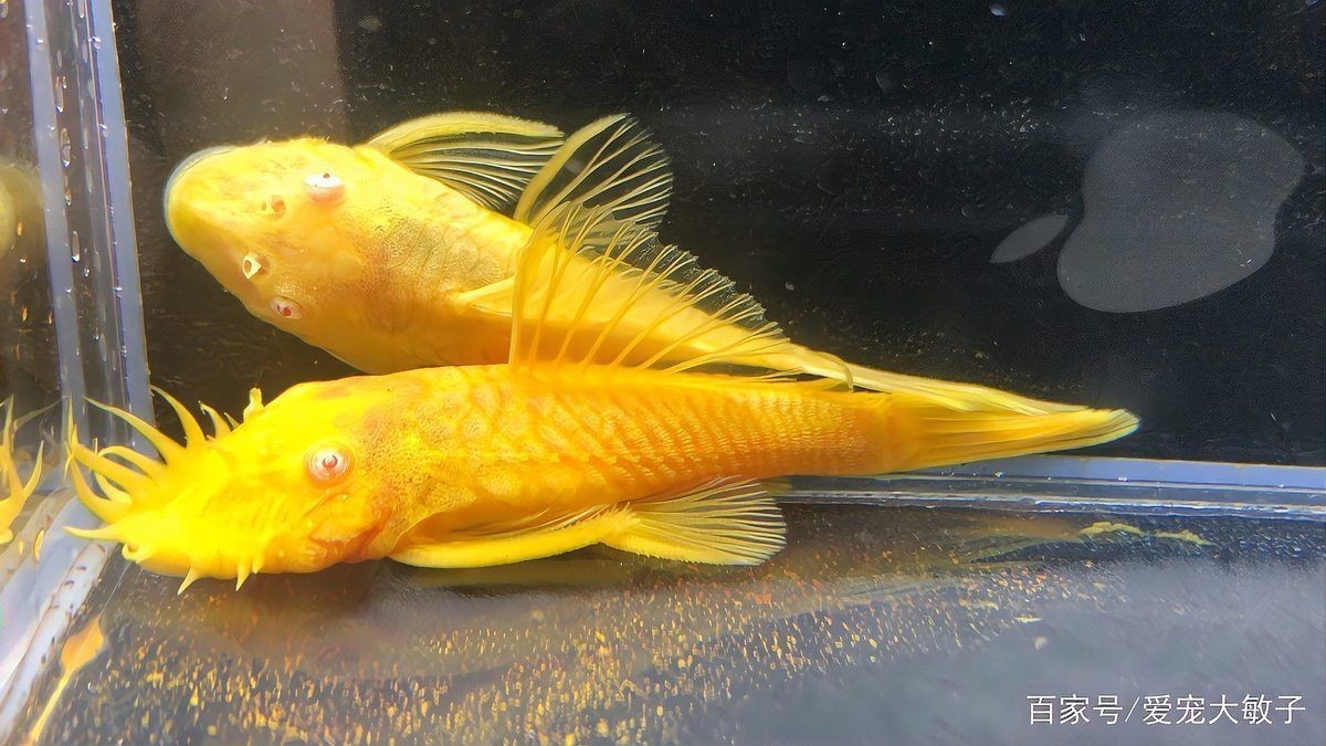 胡子魚一年繁殖幾次