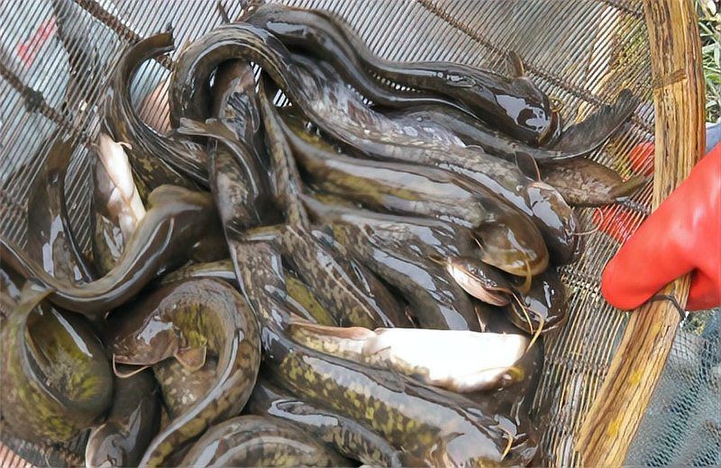 胡子魚一年繁殖幾次