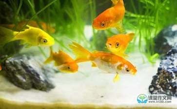 可愛(ài)的金龍魚(yú)作文（如何挑選健康的金龍魚(yú),金龍魚(yú)的日常護(hù)理技巧）