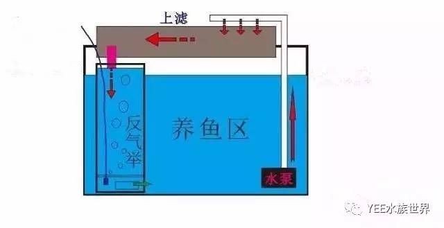 魚(yú)缸循環(huán)系統(tǒng)的設(shè)計(jì)要點(diǎn)：魚(yú)缸循環(huán)系統(tǒng)的設(shè)計(jì)要點(diǎn)包括以下幾個(gè)方面，魚(yú)缸循環(huán)系統(tǒng)的設(shè)計(jì)要點(diǎn)