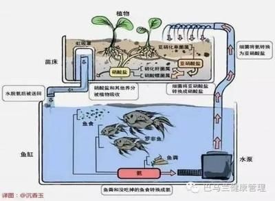 魚(yú)缸循環(huán)系統(tǒng)的設(shè)計(jì)要點(diǎn)：魚(yú)缸循環(huán)系統(tǒng)的設(shè)計(jì)要點(diǎn)包括以下幾個(gè)方面，魚(yú)缸循環(huán)系統(tǒng)的設(shè)計(jì)要點(diǎn)