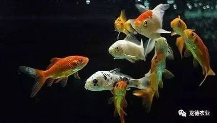 龍魚買回來15天不吃食正常嗎為什么：龍魚買回來15天不吃食是正常現(xiàn)象，養(yǎng)魚者應(yīng)該根據(jù)具體情況分析