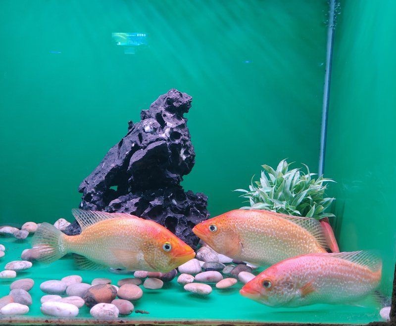 紅老虎魚屬于什么層