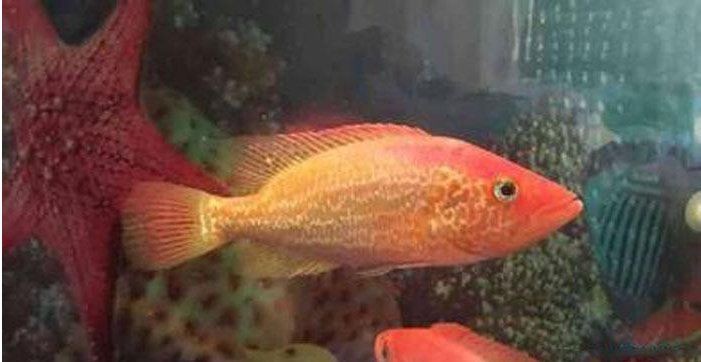 紅老虎魚屬于什么層