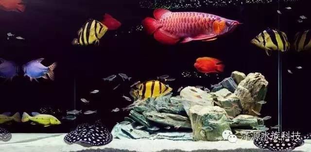 埃及神仙和龍魚混養